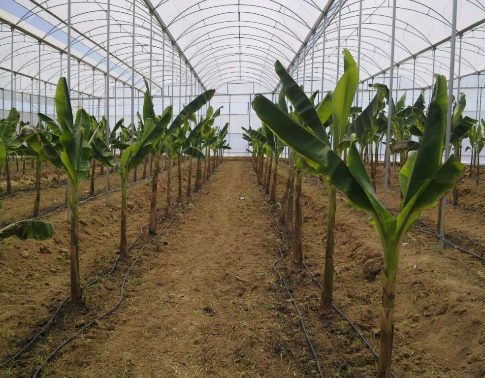 Banana Greenhouses
