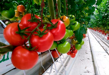 Afyon Özekin Agriculture Antcoco