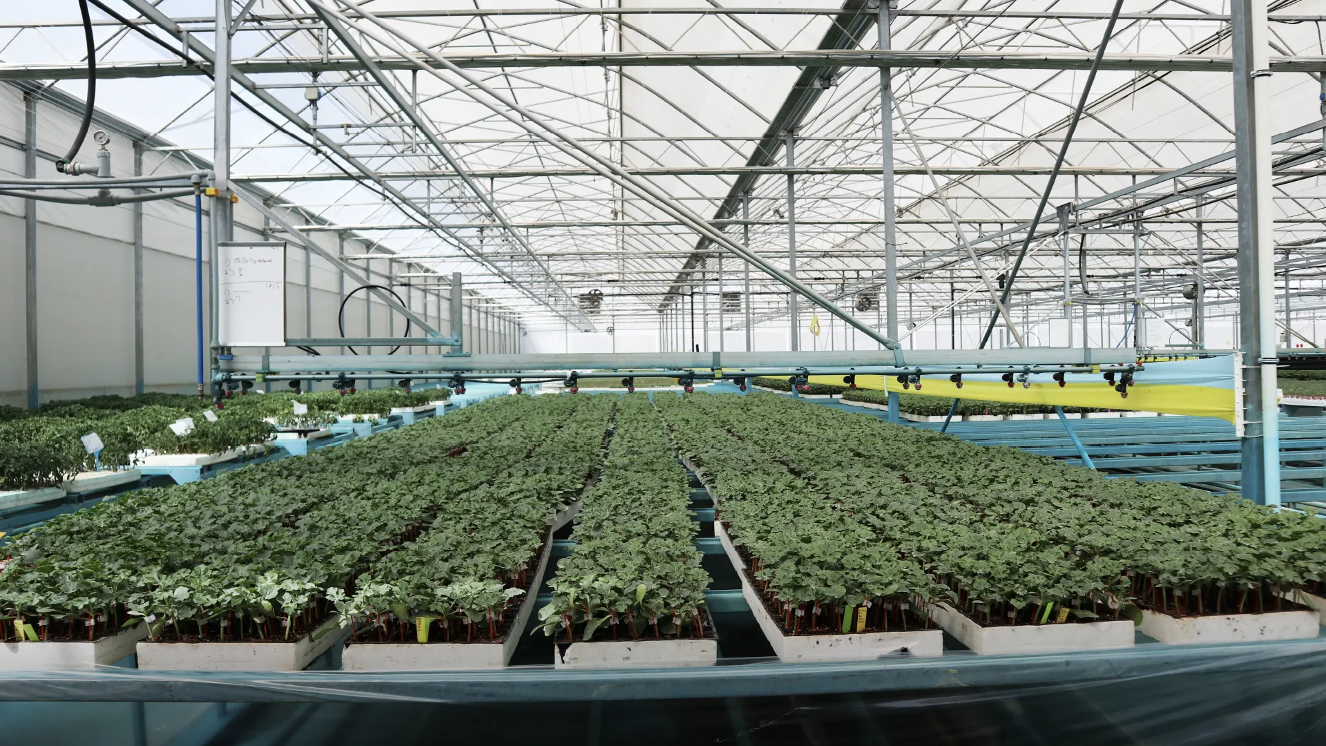 Seedlings