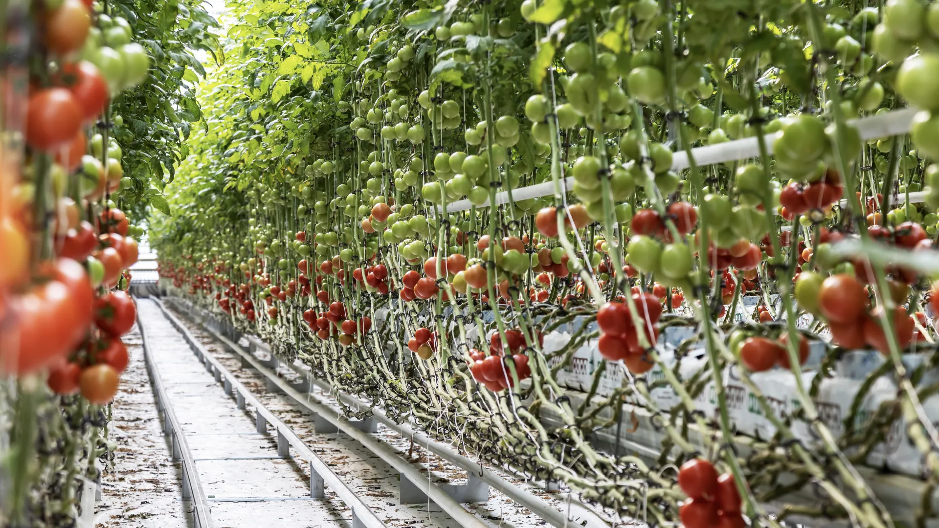 Production Greenhouses