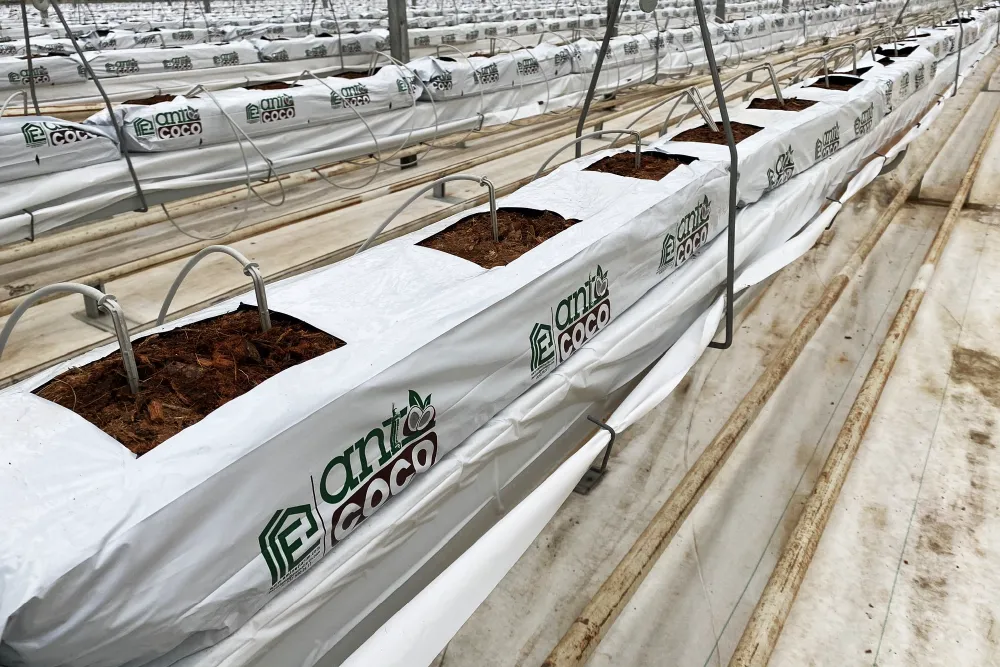 COCOPEAT