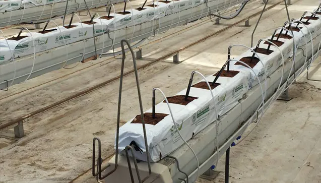 What is Cocopeat and what does it do?