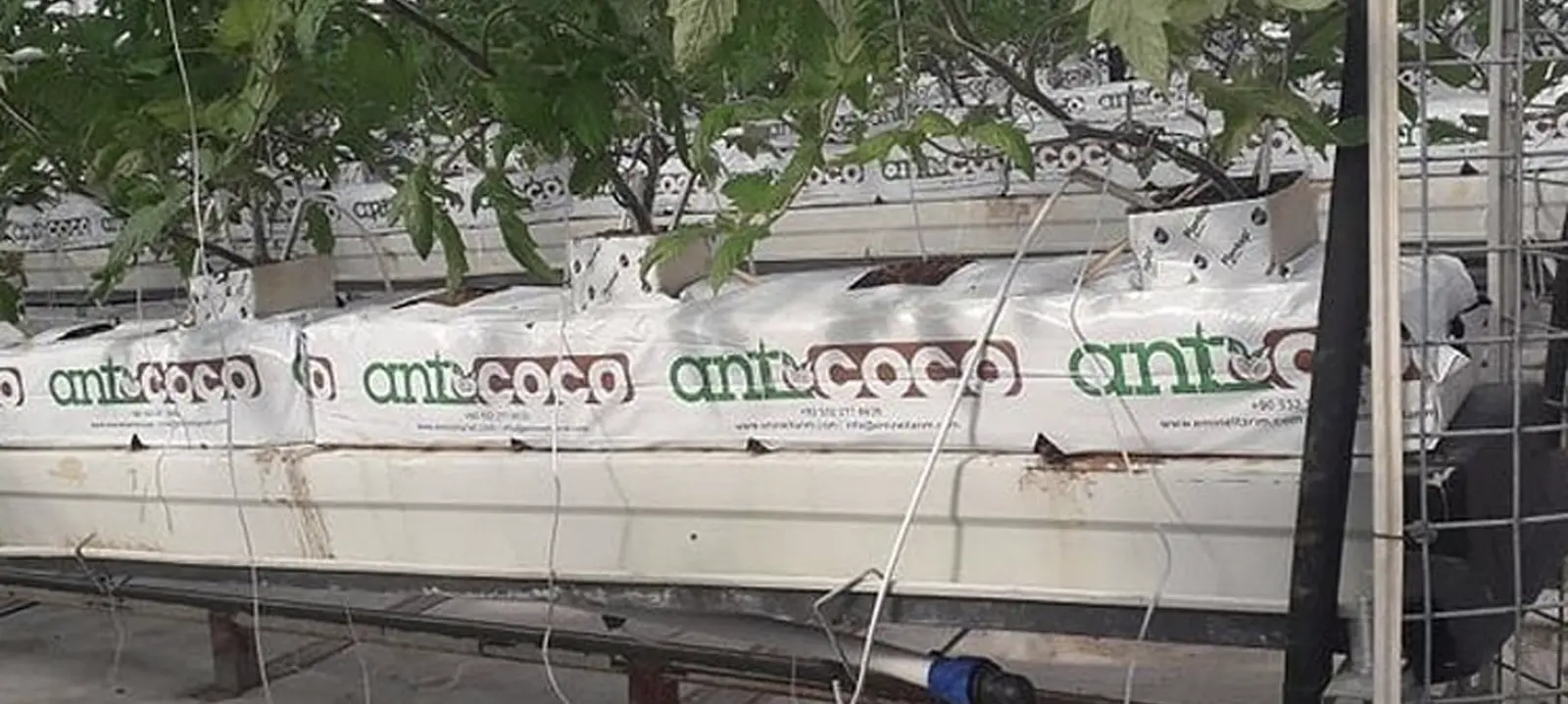 Sanser Tarım ANTCOCO